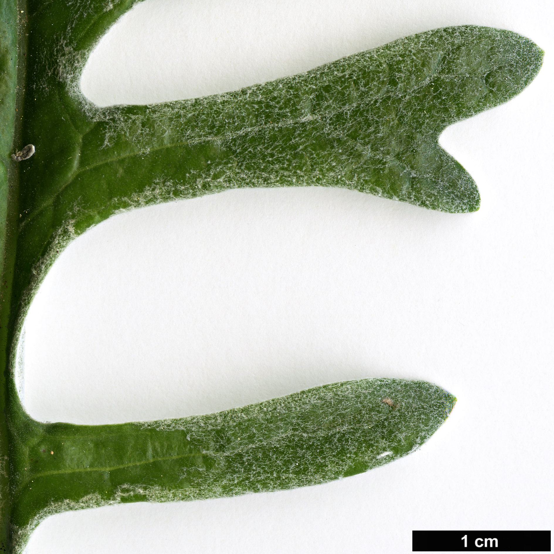 High resolution image: Family: Asteraceae - Genus: Jacobaea - Taxon: maritima